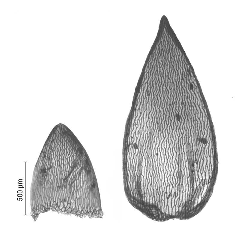 : Sphagnum (Subsecunda) orientale.