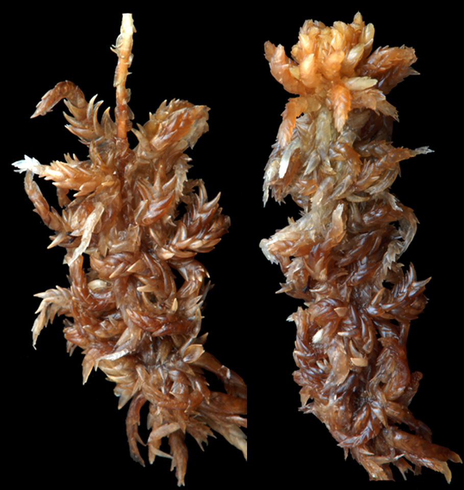 : Sphagnum (Subsecunda) orientale.