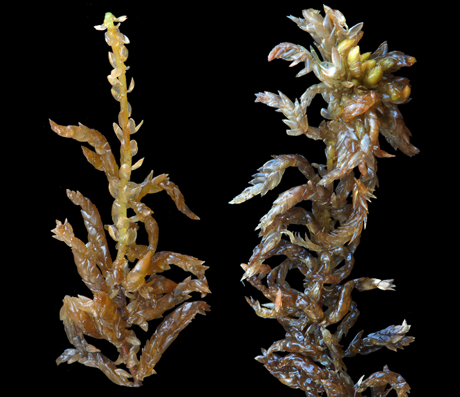 : Sphagnum platyphyllum.