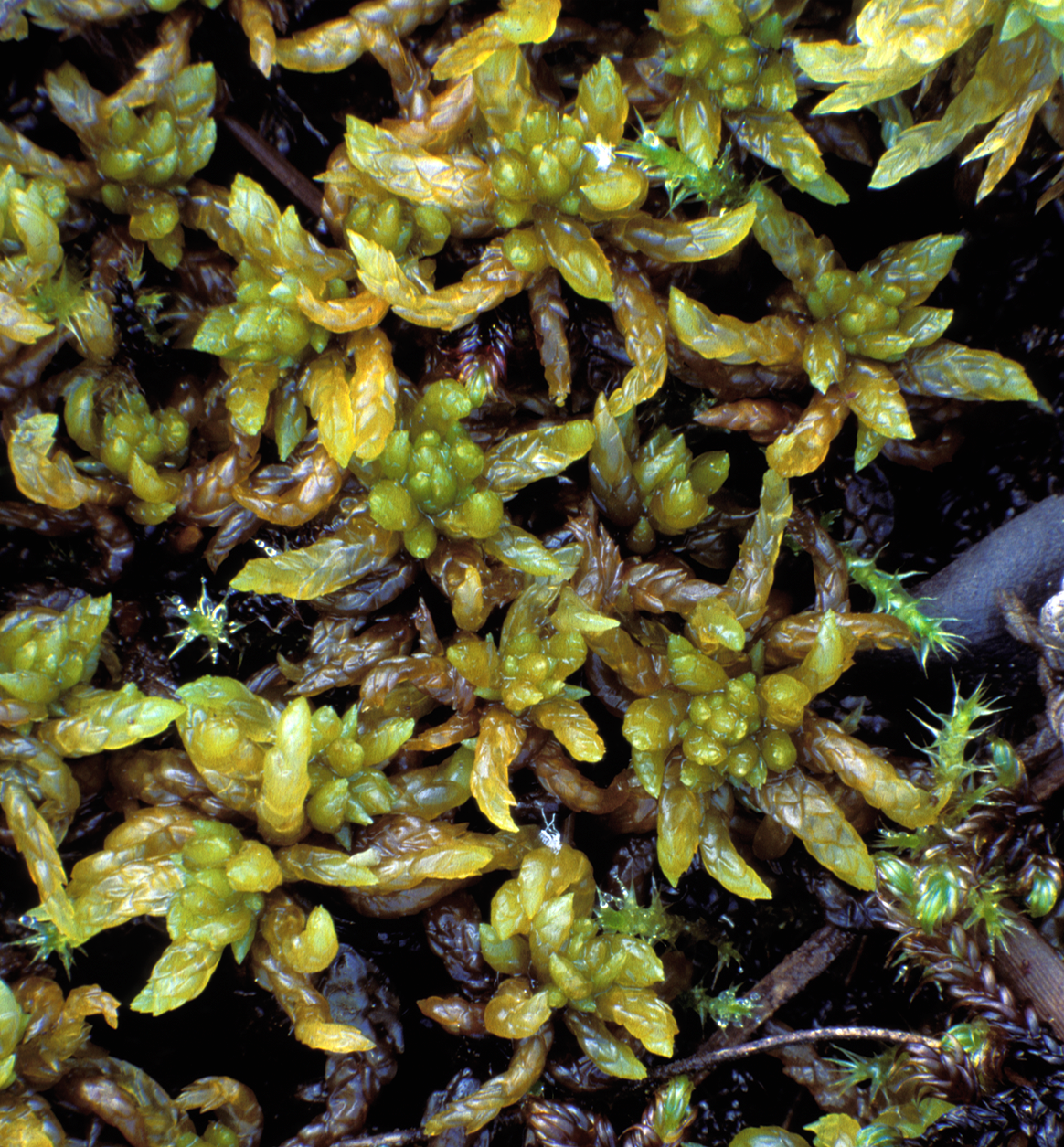 : Sphagnum platyphyllum.