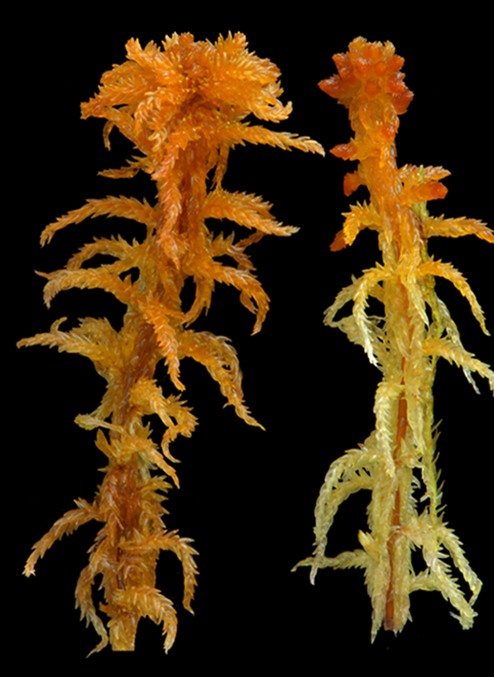 : Sphagnum (Subsecunda) subsecundum.