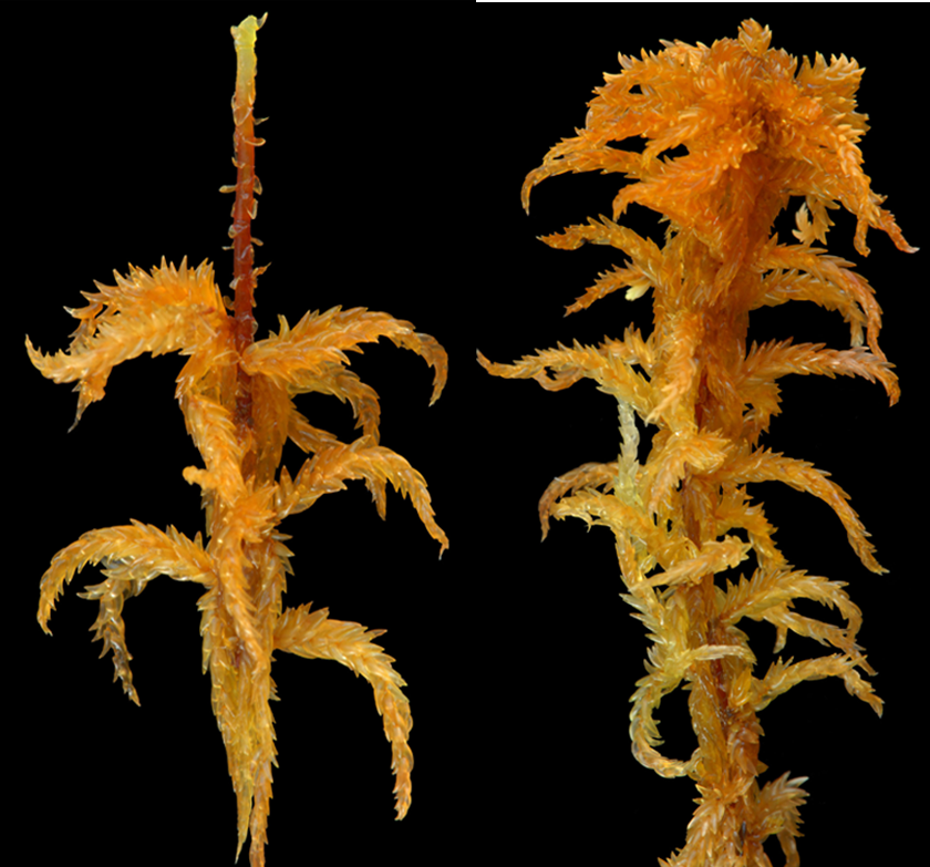 : Sphagnum (Subsecunda) subsecundum.