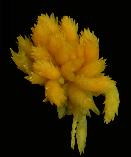 : Sphagnum (Acutifolia) tundrae.