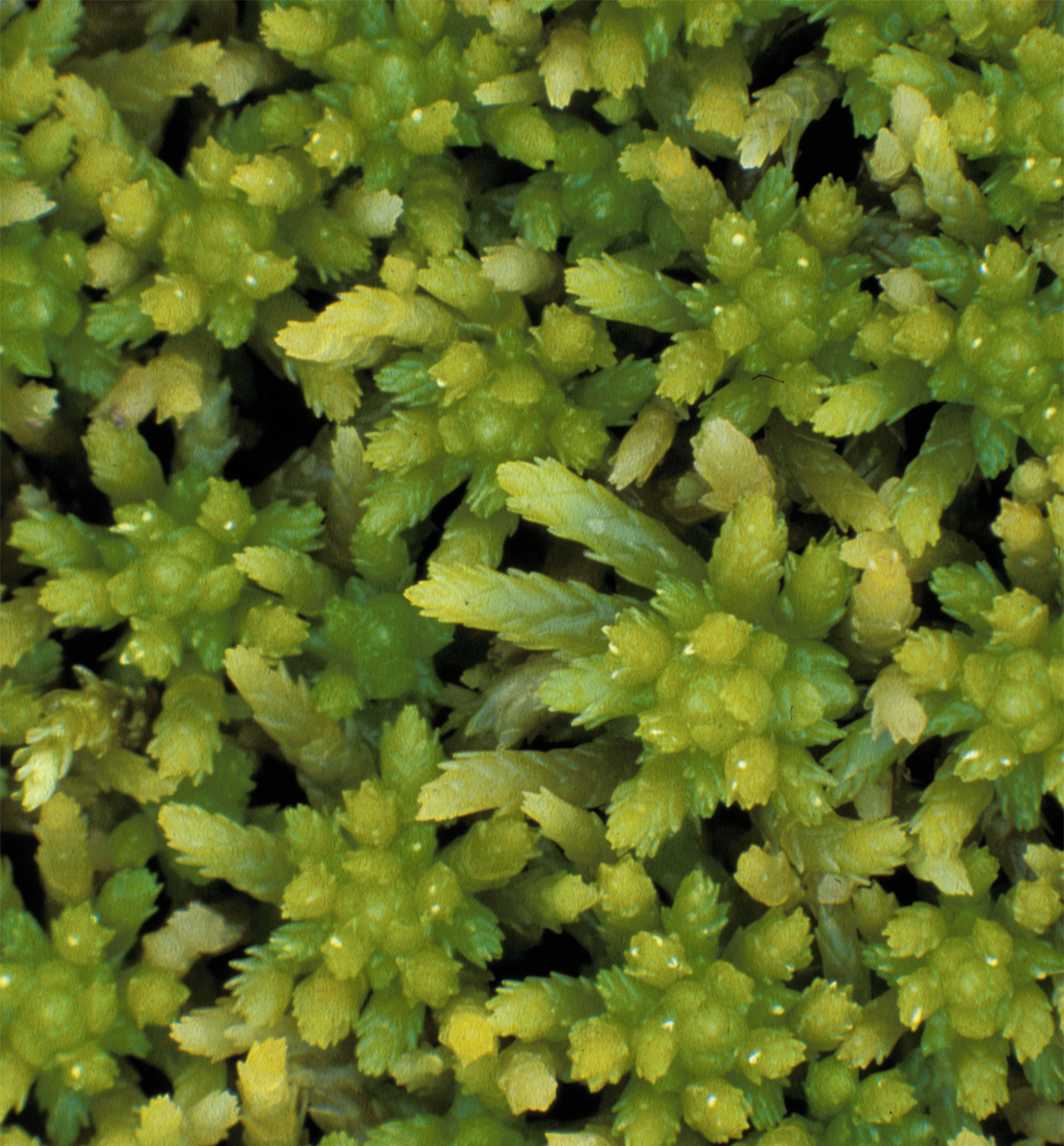 : Sphagnum tundrae.