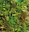 : Sphagnum tundrae.