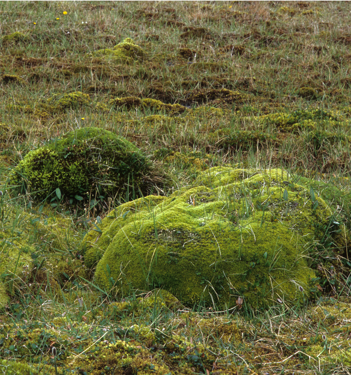 : Sphagnum (Acutifolia) tundrae.