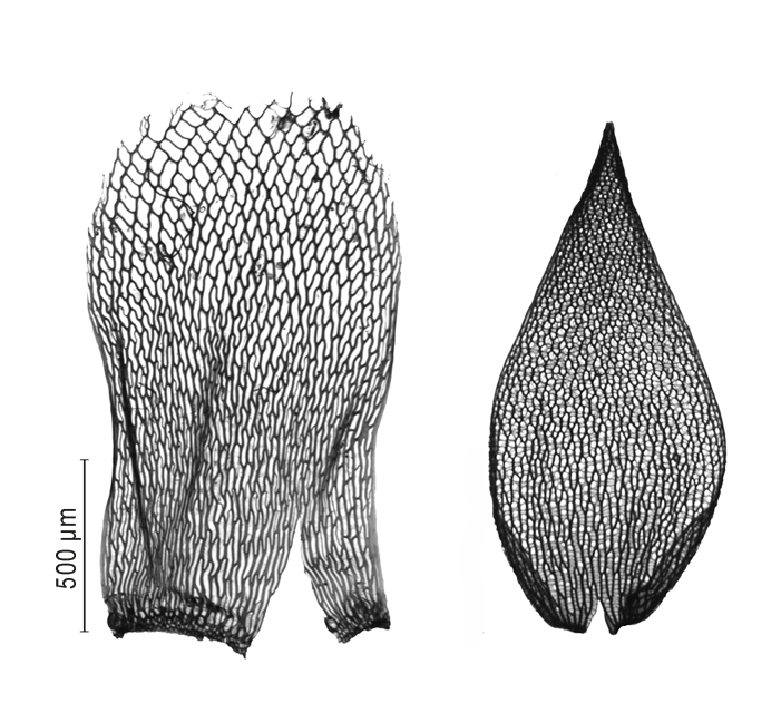 : Sphagnum teres.