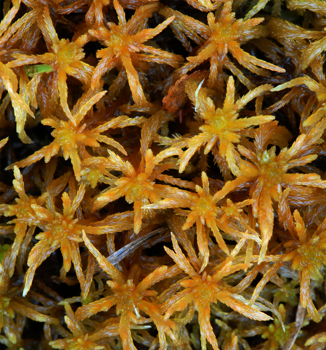 : Sphagnum (Acutifolia) teres.