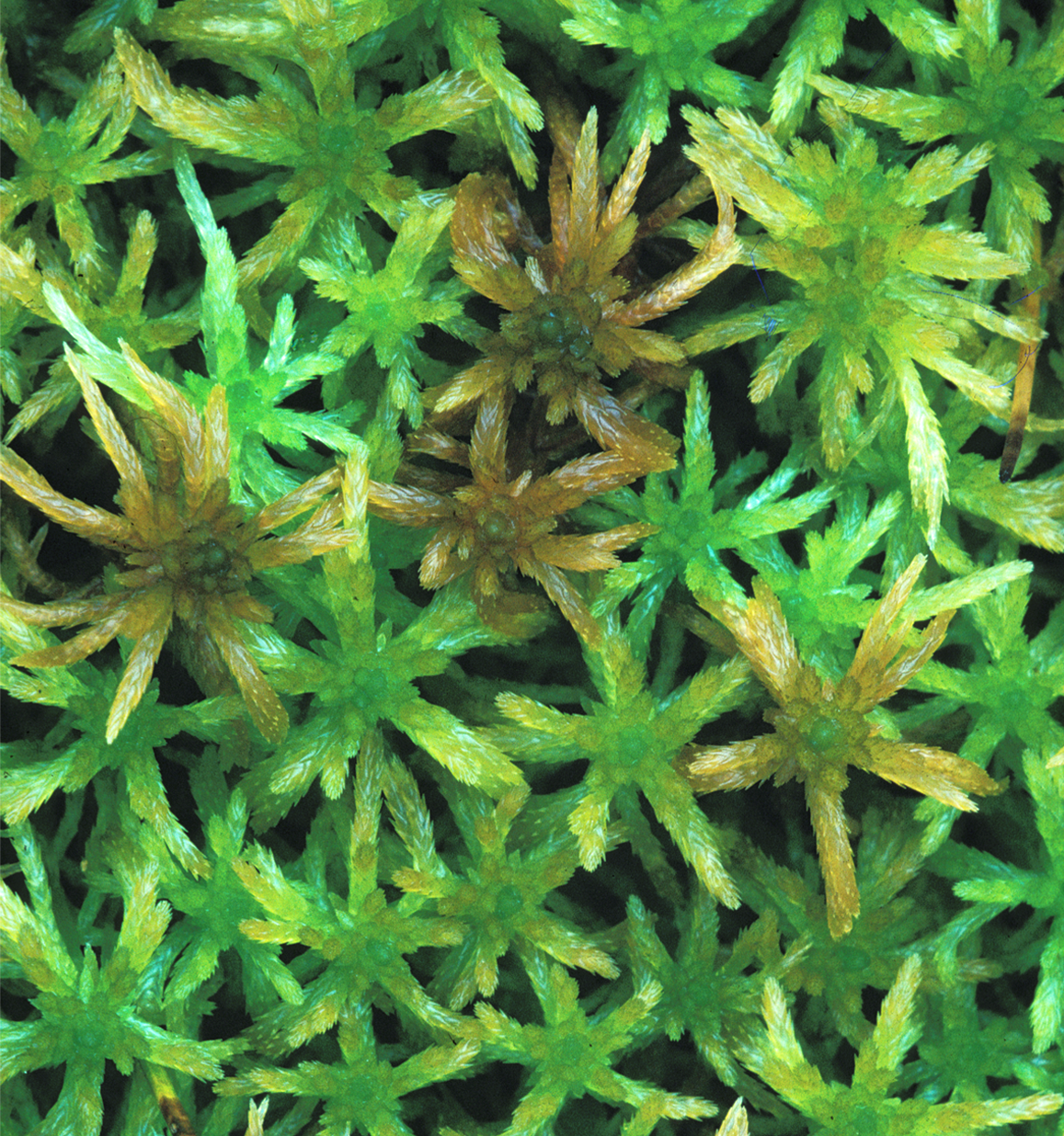 : Sphagnum (Acutifolia) teres.