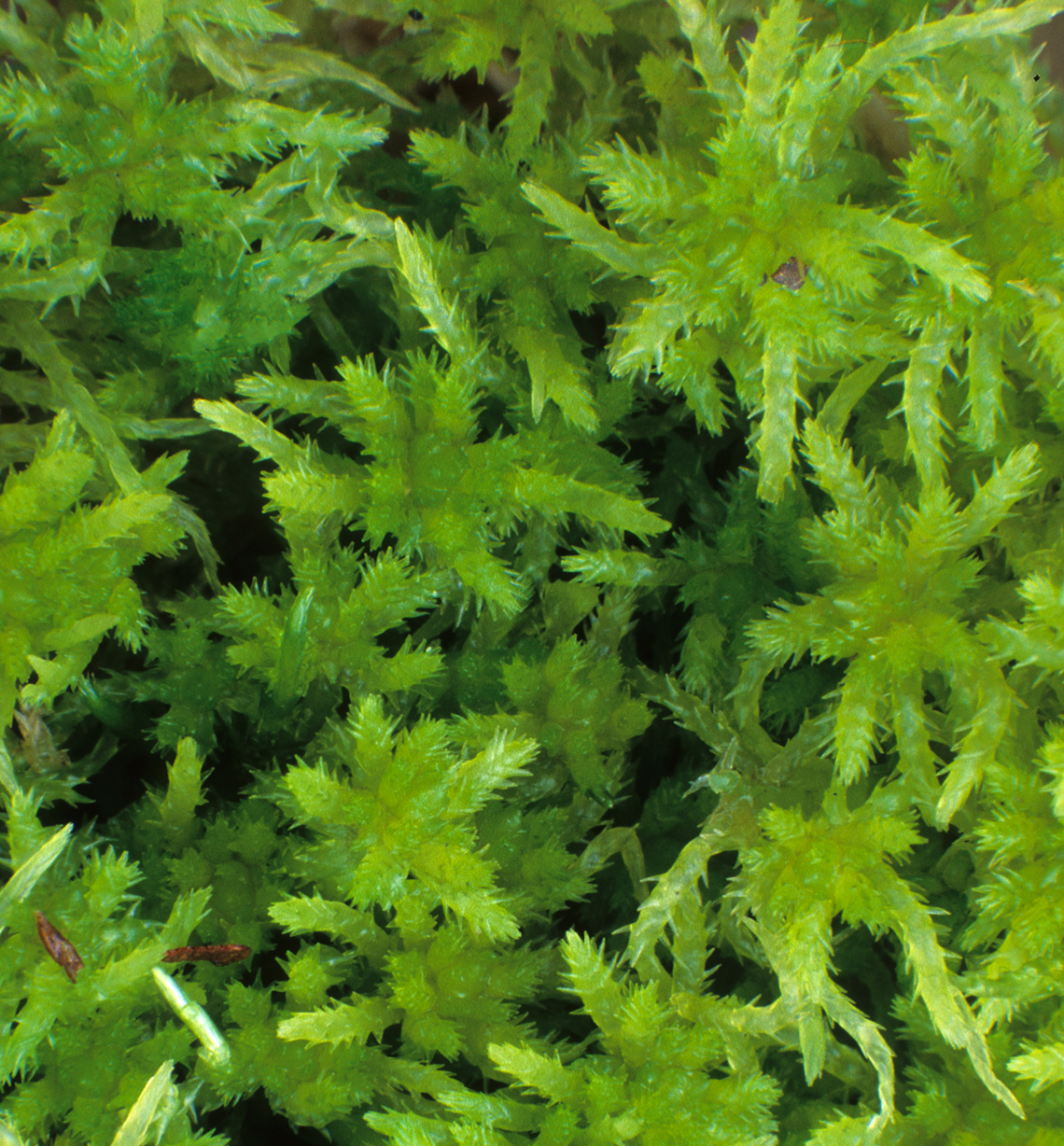 : Sphagnum teres.