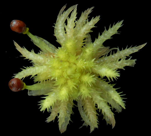 : Sphagnum (Acutifolia) squarrosum.