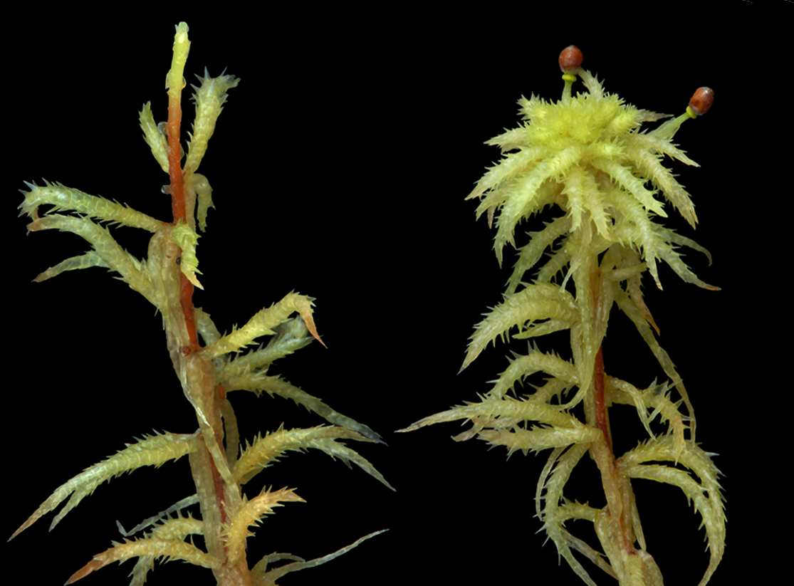 : Sphagnum (Acutifolia) squarrosum.