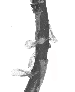 : Sphagnum (Acutifolia) squarrosum.