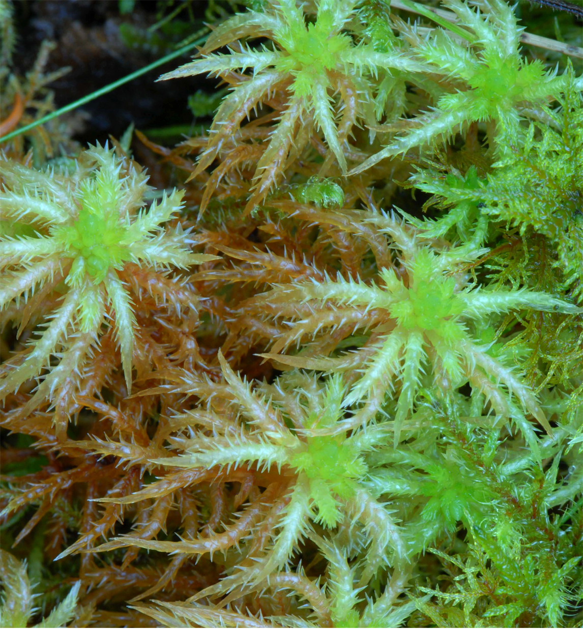 : Sphagnum (Acutifolia) squarrosum.