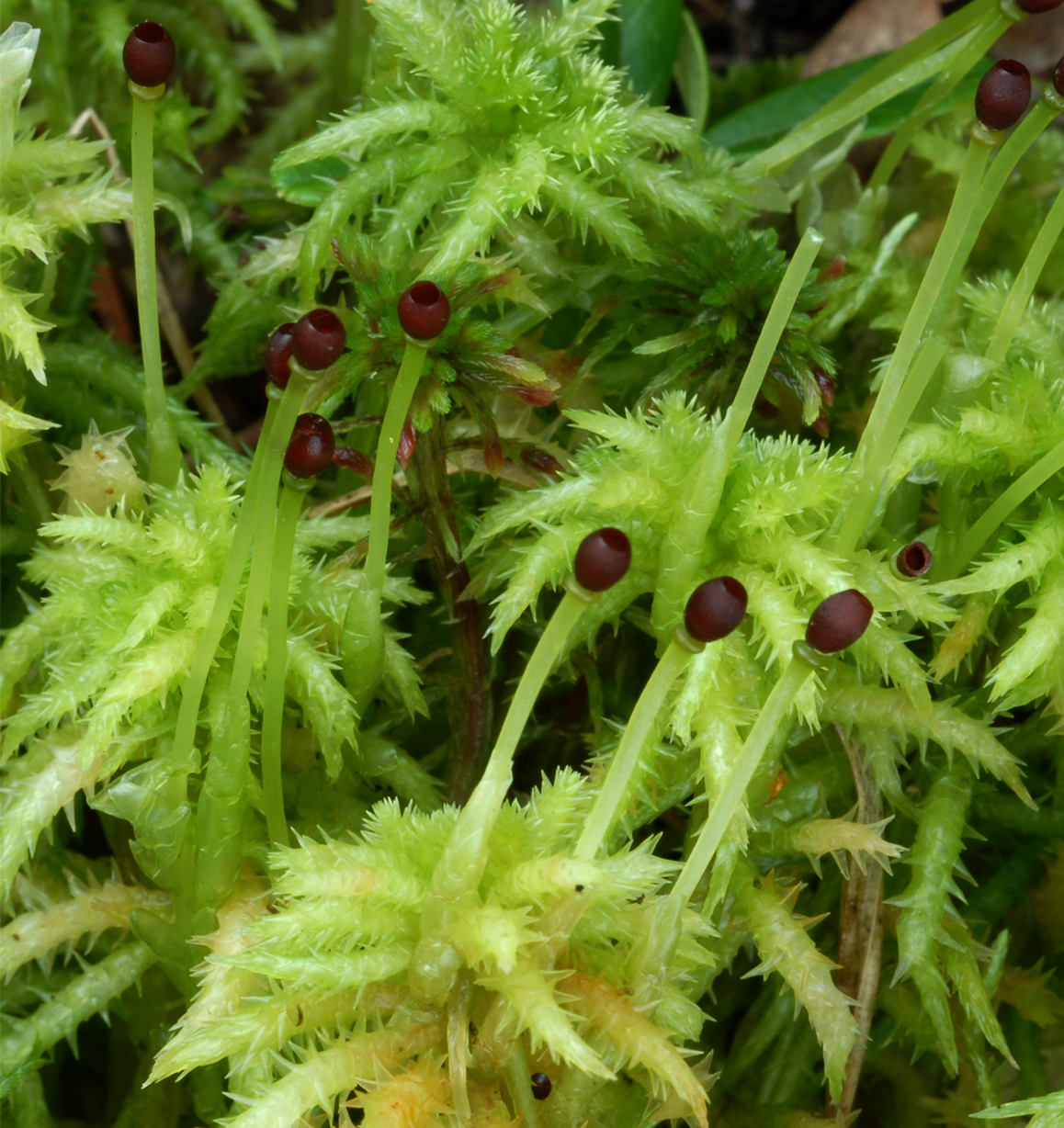 : Sphagnum (Acutifolia) squarrosum.