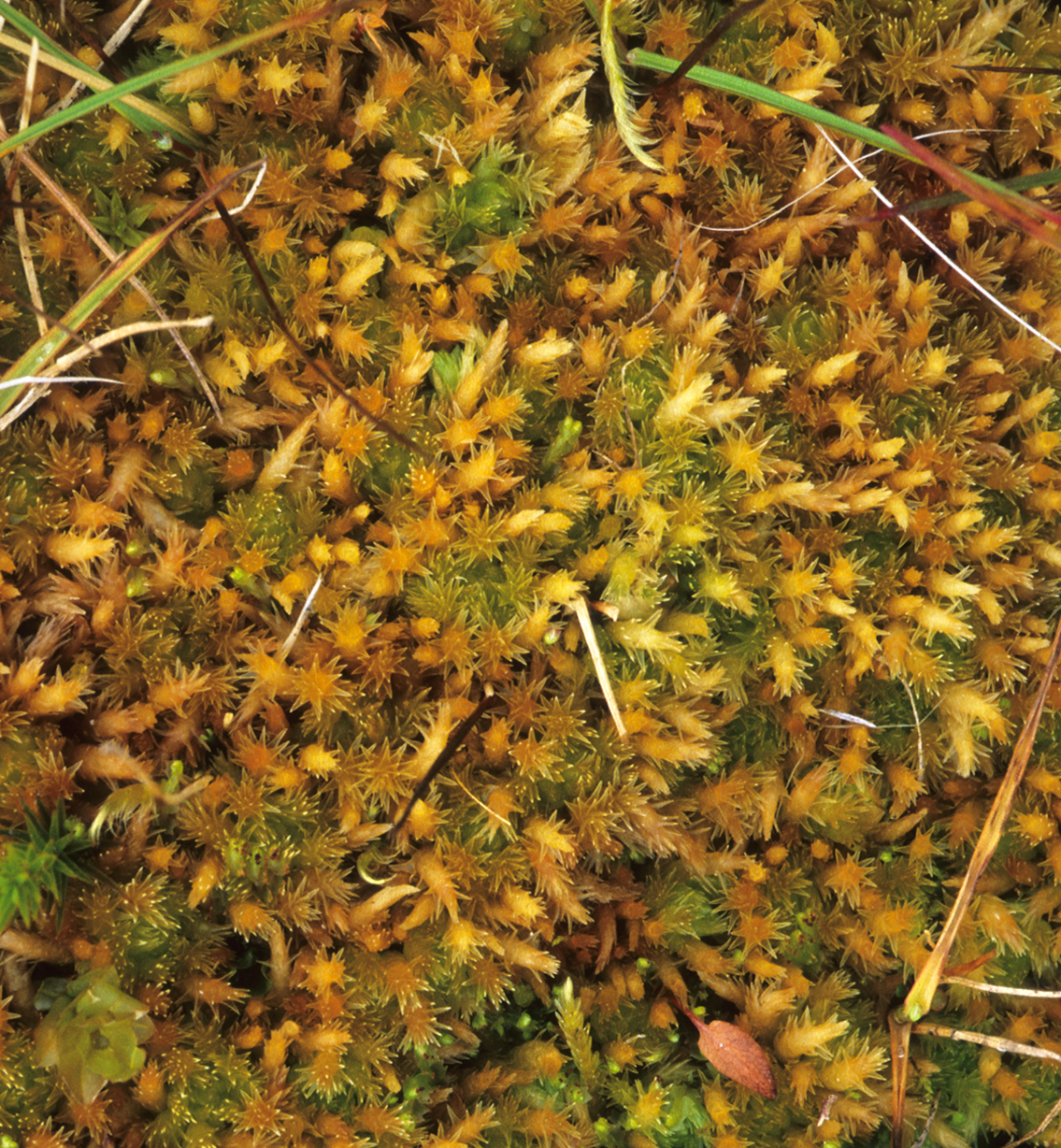 : Sphagnum squarrosum.