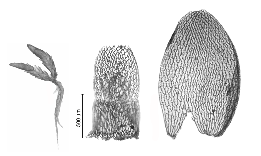 : Sphagnum (Acutifolia) aongstroemii.