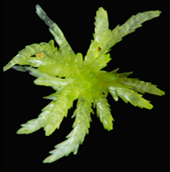 : Sphagnum (Acutifolia) aongstroemii.