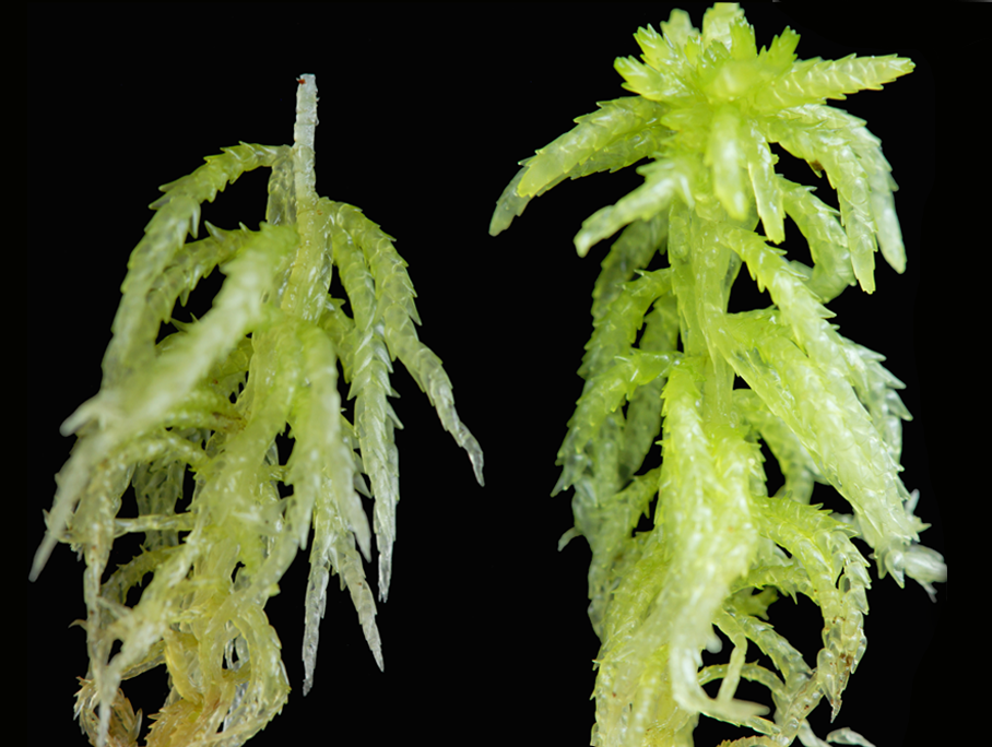 : Sphagnum aongstroemii.