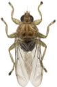 : Hippoboscidae.