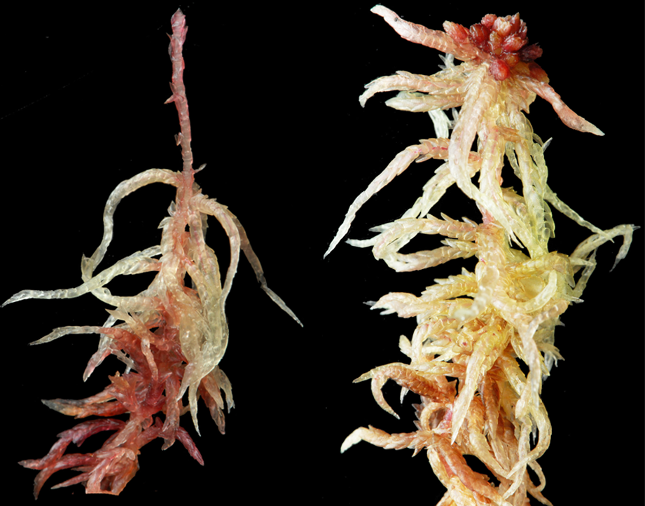 : Sphagnum (Acutifolia) angermanicum.