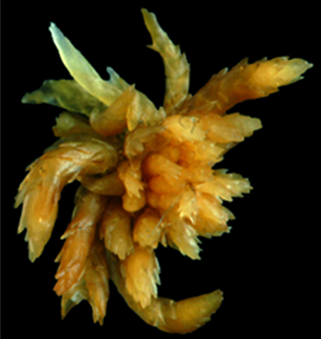 : Sphagnum (Acutifolia) arcticum.