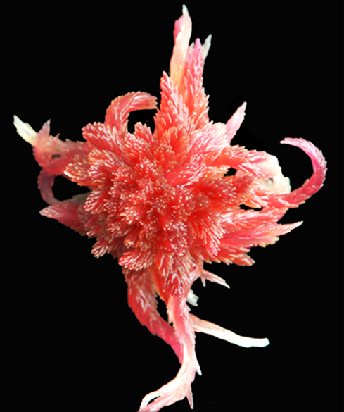 : Sphagnum capillifolium.