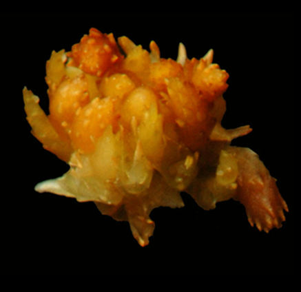 : Sphagnum (Acutifolia) concinnum.