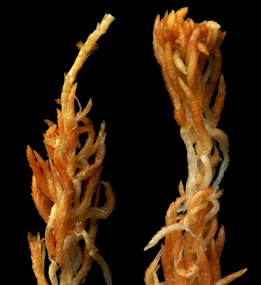 : Sphagnum concinnum.