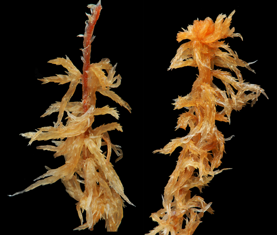 : Sphagnum subnitens ferrugineum.