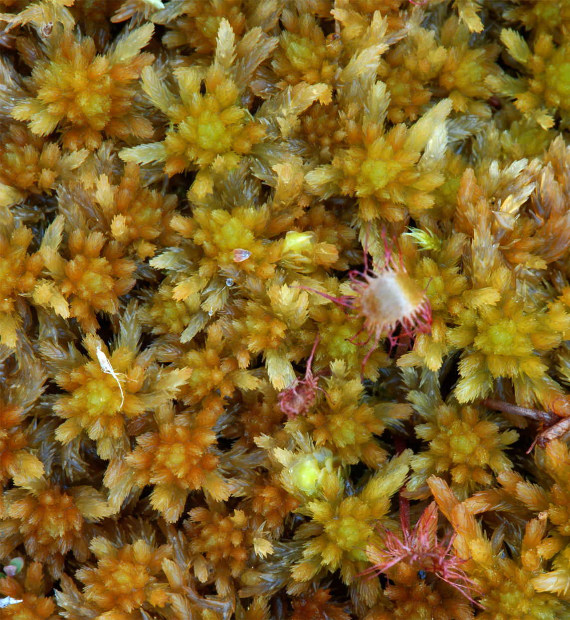 : Sphagnum subnitens ferrugineum.