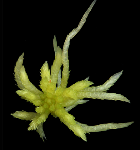 : Sphagnum (Acutifolia) fimbriatum.