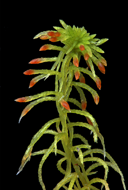 : Sphagnum girgensohnii.