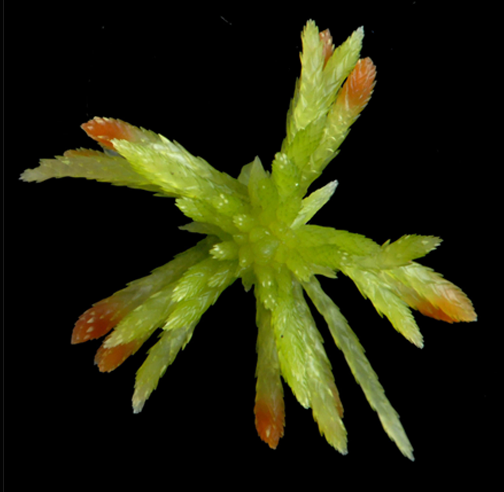 : Sphagnum (Acutifolia) girgensohnii.