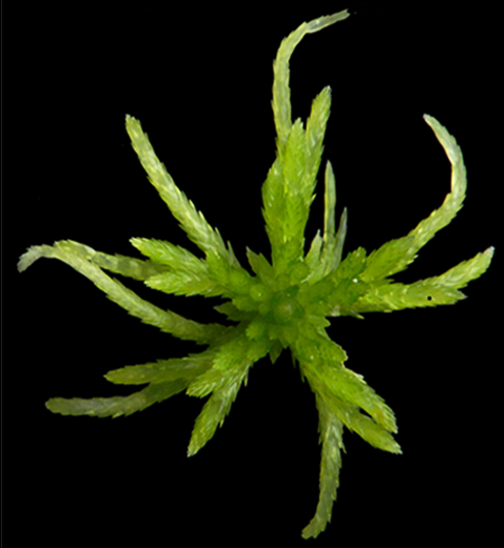 : Sphagnum (Acutifolia) girgensohnii.