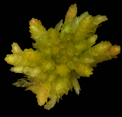 : Sphagnum (Acutifolia) molle.