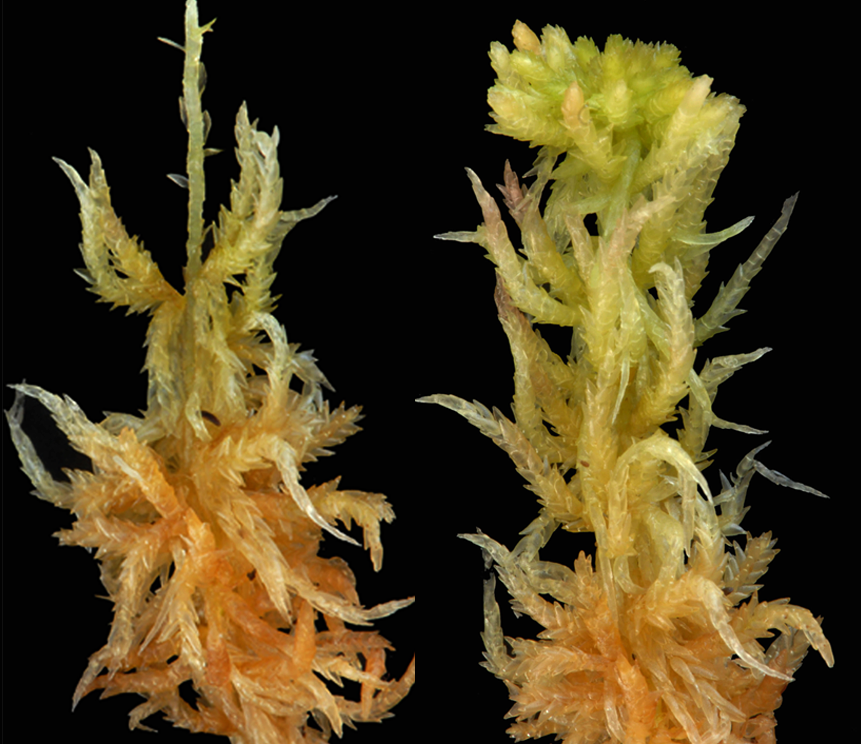 : Sphagnum (Acutifolia) molle.