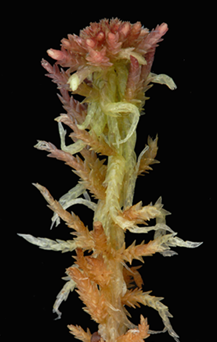 : Sphagnum (Acutifolia) molle.