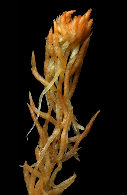 : Sphagnum (Acutifolia) olafii.