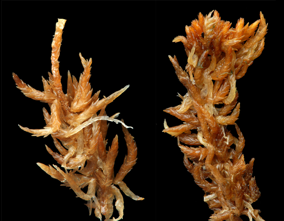 : Sphagnum (Acutifolia) olafii.