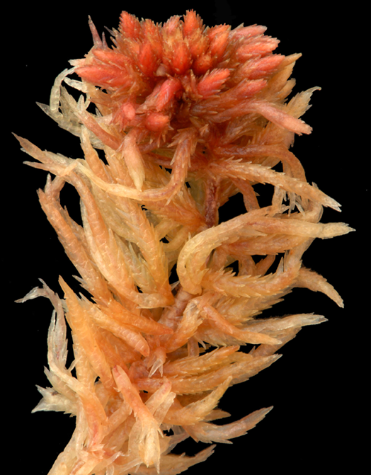 : Sphagnum subfulvum purpureum.