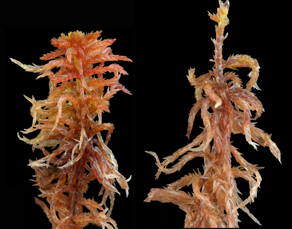 : Sphagnum subfulvum purpureum.