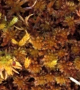 : Sphagnum subfulvum purpureum.