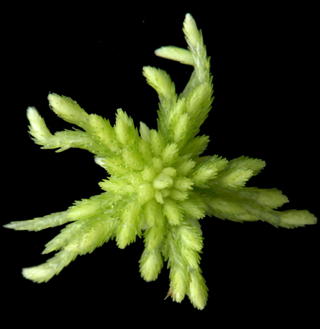 : Sphagnum quinquefarium.