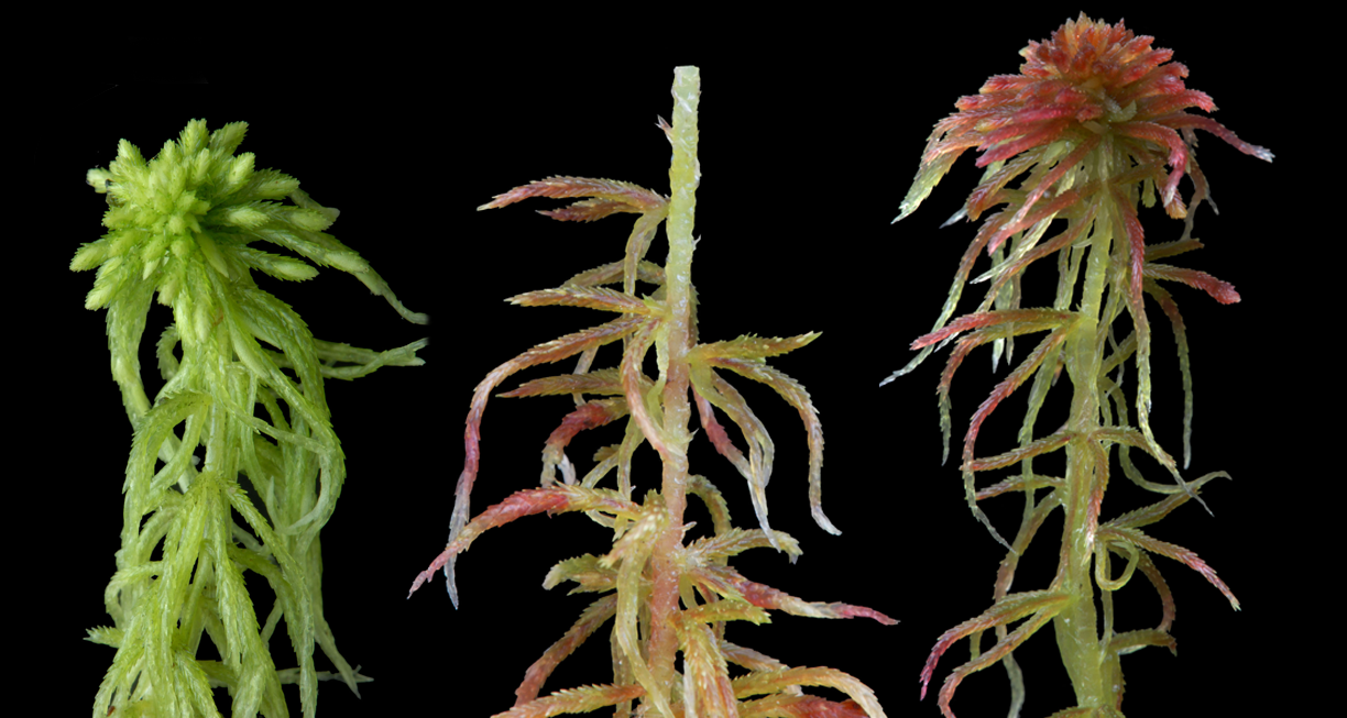 : Sphagnum quinquefarium.