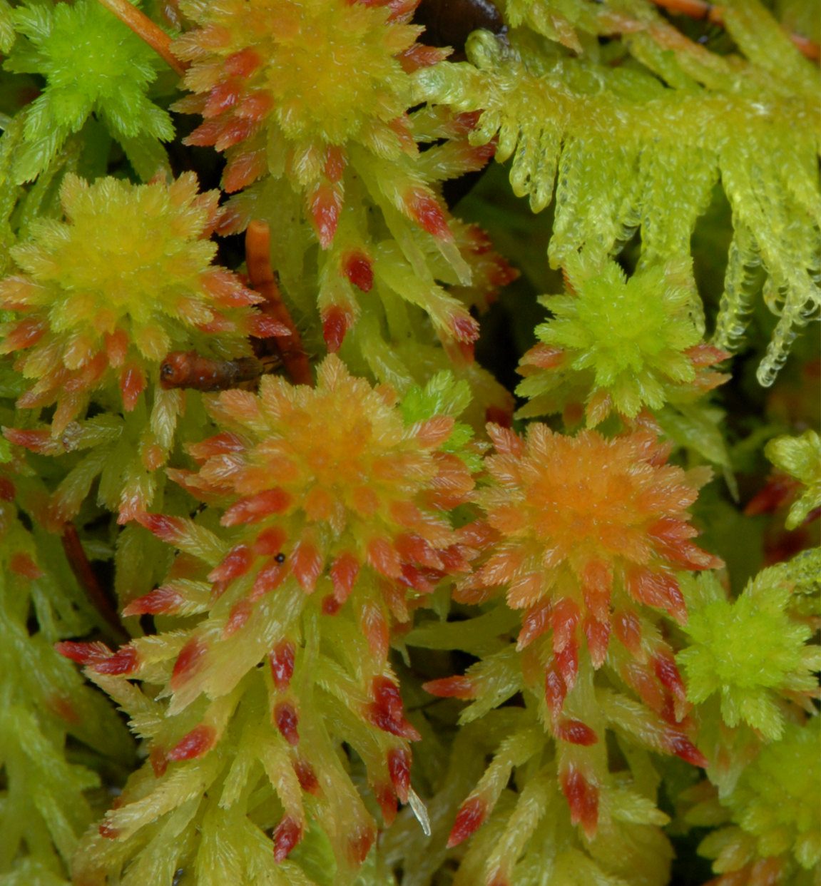 : Sphagnum quinquefarium.