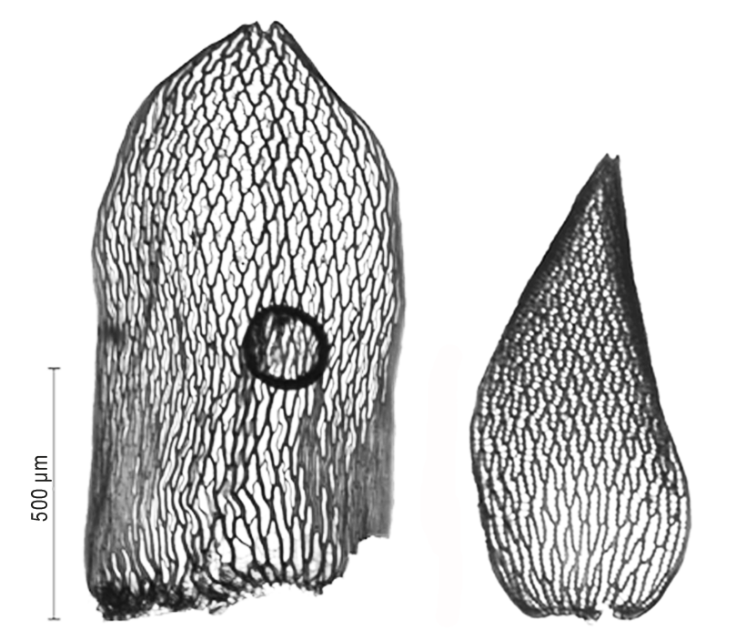 : Sphagnum rubellum.