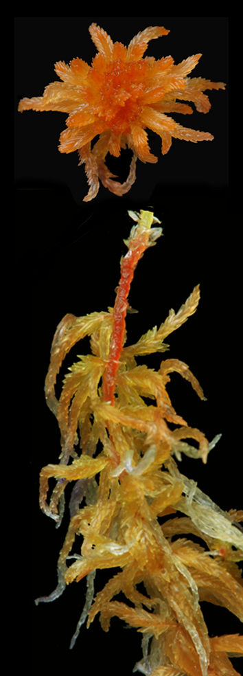 : Sphagnum rubellum.