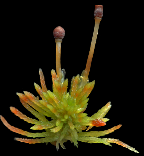 : Sphagnum (Acutifolia) rubiginosum.