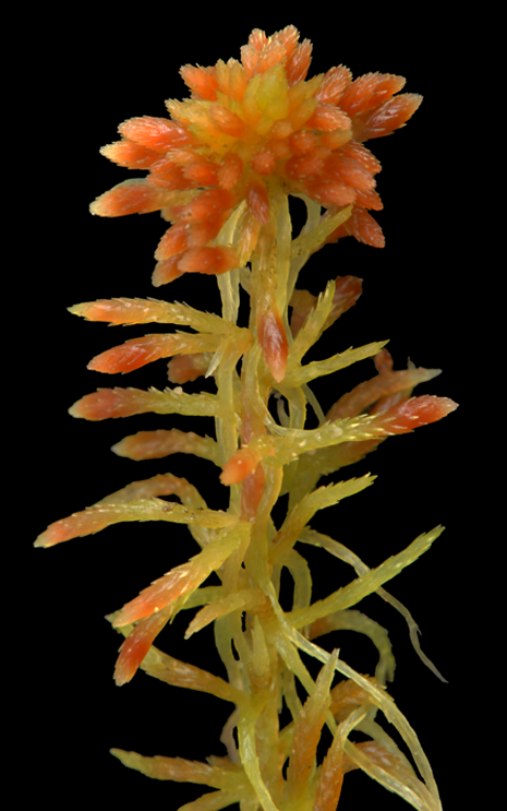 : Sphagnum (Acutifolia) rubiginosum.